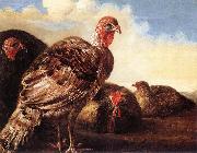 CUYP, Aelbert Domestic Fowl  fg China oil painting reproduction